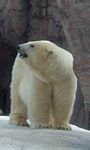 pic for Polar Bear at Detroit Zoo